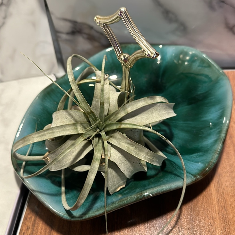 Blue mountain pottery dessert caddy